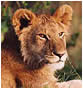 Lion Cub photo by Michael Wain, African Wildlife Photography