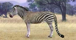 cheetah and zebra switcheroo