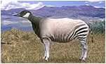 animal scene