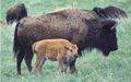 Animal Profiles
