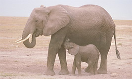 African Elephant