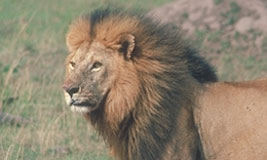 African Lion