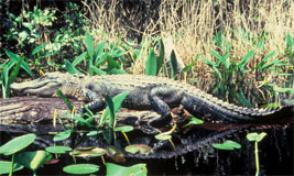 Alligator
