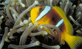 Anemone Fish