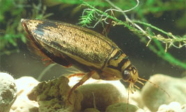 Aquatic Beetle
