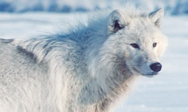 Arctic Wolf