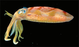 Atlantic Oval Squid