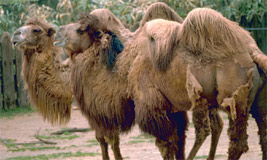 Bactrian Camel