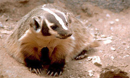 Badger