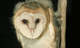 Barn Owl