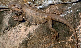 Bearded Dragon