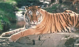 Bengal Tiger