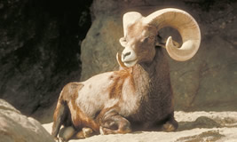 Bighorn Sheep