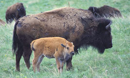 Bison