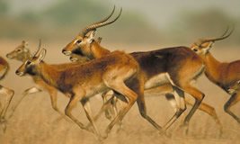 Black Lechwe