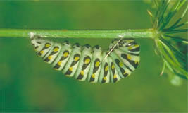 Black Swallowtail Caterpillar