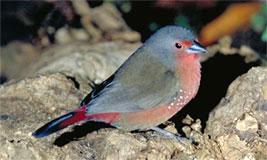 Blue-billed Firefinch