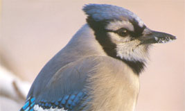 Blue Jay