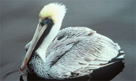 Brown Pelican