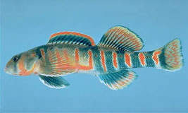 Candy Darter