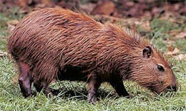 Capybara