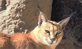 Caracal