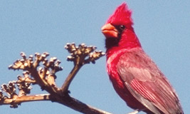 Cardinal
