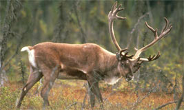 Caribou