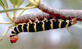Caterpillar