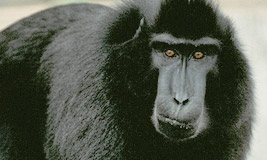 Celebes Ape