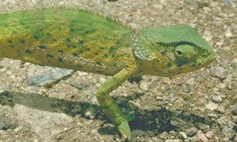 Chameleon