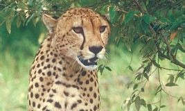 Cheetah