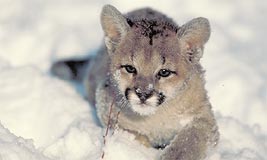 Cougar