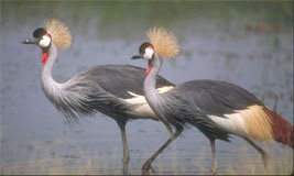 Crowned Crane