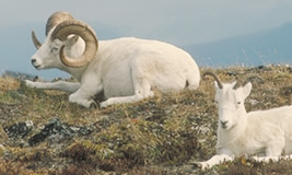 Dall Sheep