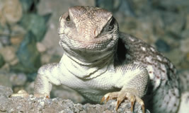 Desert Iguana