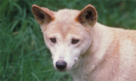 Dingo
