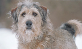 Dog