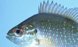 Dollar Sunfish
