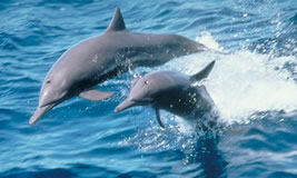 Dolphin