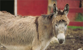Donkey