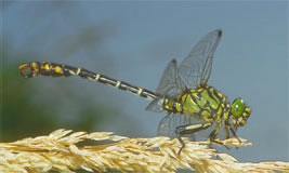 Dragonfly