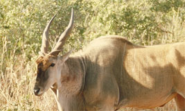 Eland