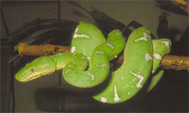 Emerald Boa