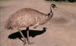 Emu