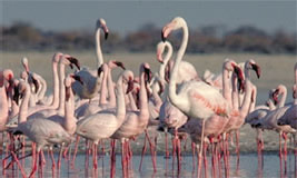 Flamingo