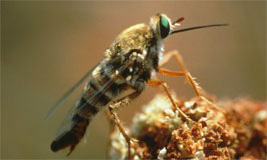 Flower Loving Fly