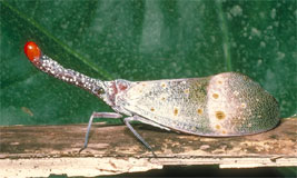 Fulgorid