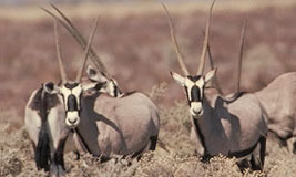 Gemsbok