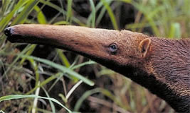 Giant Anteater